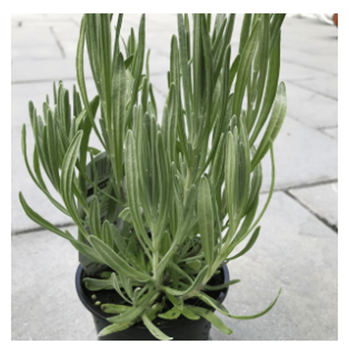 <p>a plant with narrow leaves and small purple flowers that have a sweet smell</p>