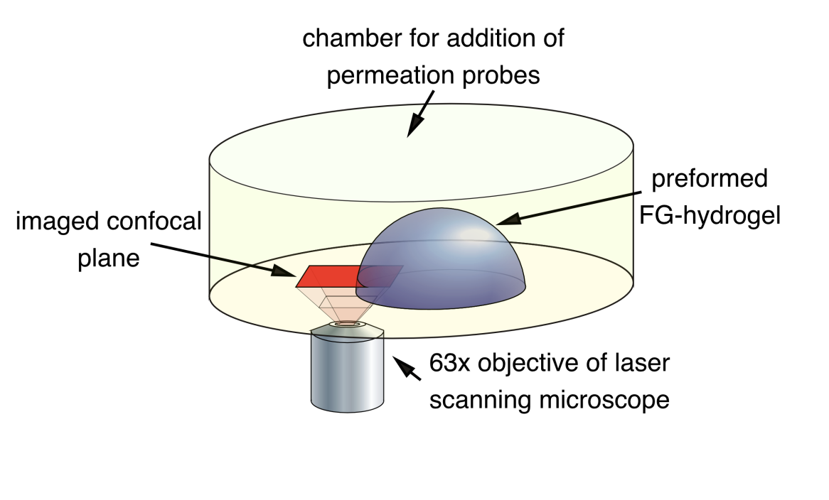 <ul><li><p>chamber with buffer</p></li><li><p>uses phase contrast and fluorescent microscopy</p></li></ul><p></p><p>Measures the diffusion into FG-hydrogel of:</p><ol><li><p>A-IBB-RedStar (140kDa)→ importin beta binding domain of importin alpha</p></li><li><p>B-IBB-Redstar in complex with importin beta (530 kDa)</p></li></ol><p></p>