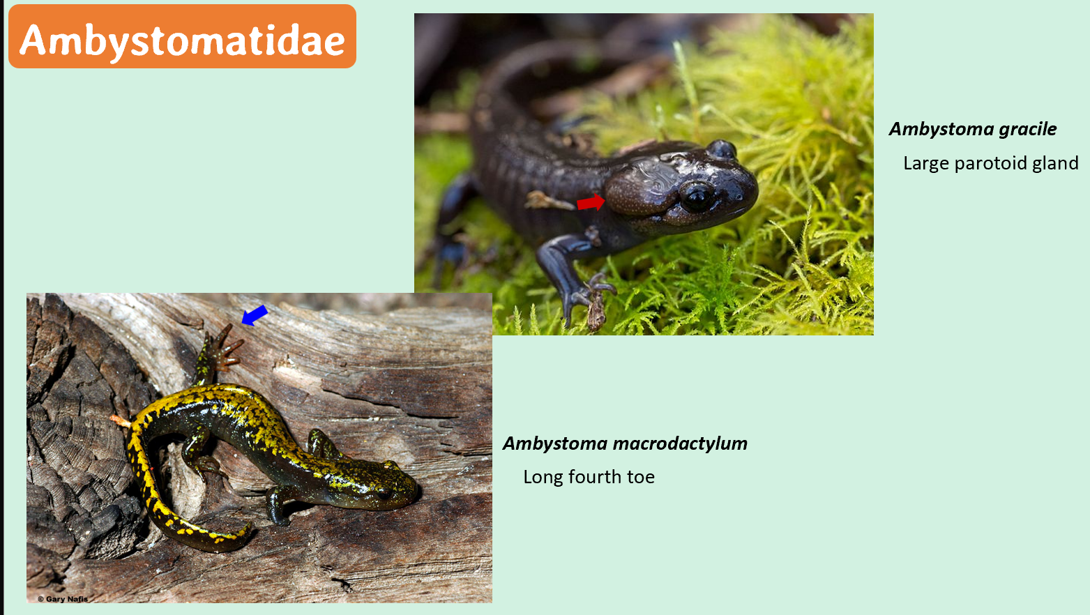 <p><span>Mole salamanders. Distinct costal grooves, robust body form</span></p>