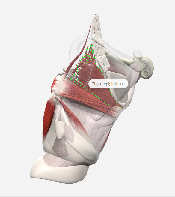 <p>origin: <strong>inner angle</strong> of <strong>thyroid cartilage</strong></p><p><mark data-color="#92d9ff" style="background-color: rgb(146, 217, 255); color: inherit;">course</mark>: <strong>back</strong> and <strong>up</strong></p><p><mark data-color="#f2ff89" style="background-color: rgb(242, 255, 137); color: inherit;">insert</mark>:<strong> lateral edges</strong> of<strong> epiglottis</strong></p><p><mark data-color="#facaff" style="background-color: rgb(250, 202, 255); color: inherit;">action</mark>: <strong>dilates airway</strong></p>