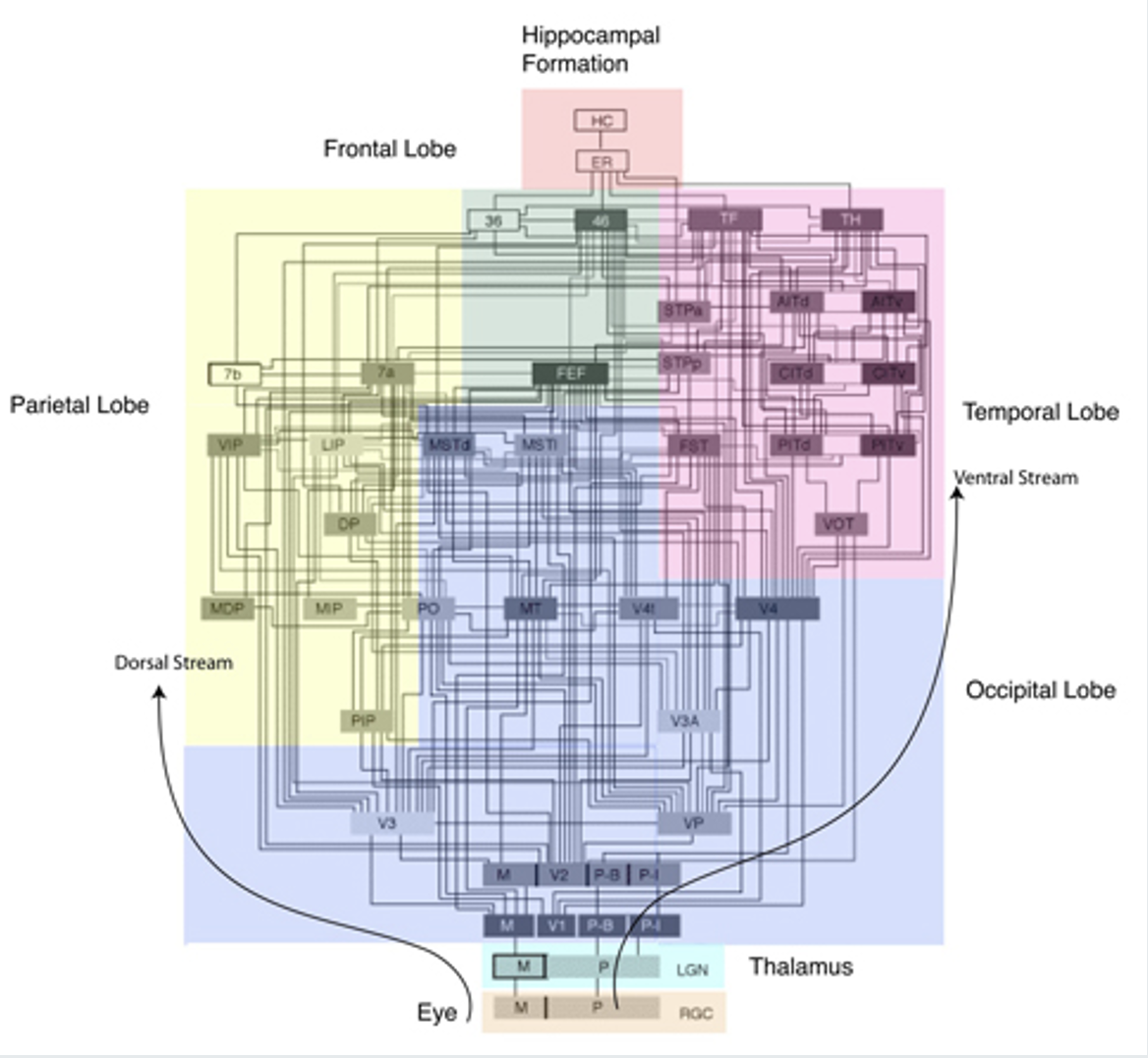 <p>Interconnected networks of neurons that process and transmit information within the brain.</p>