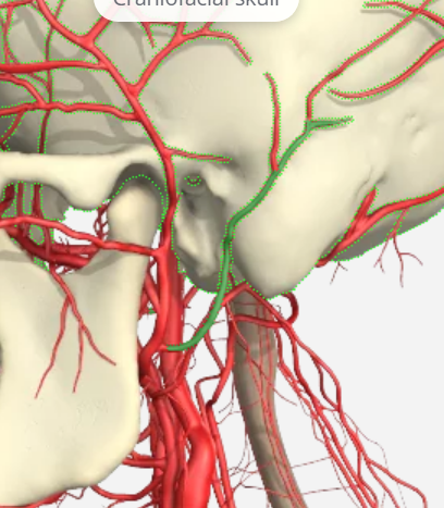 <p>Which artery?</p>