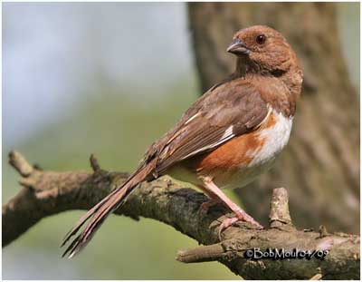 <p>Common:</p><p>Order:</p><p>Family:</p>