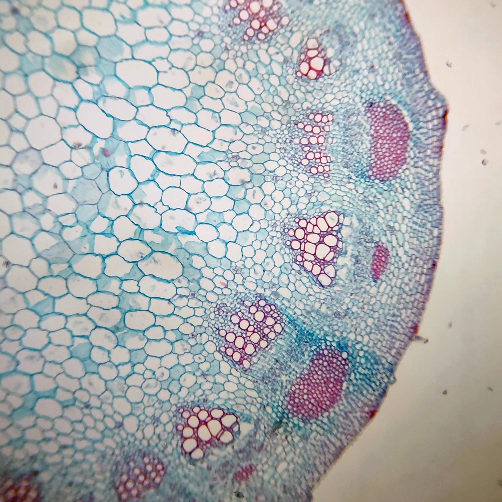 Be able to locate… parenchyma, vascular bundle, primary xylem, primary phloem, sclerenchyma(bundle cap), collenchyma, and epidermis
