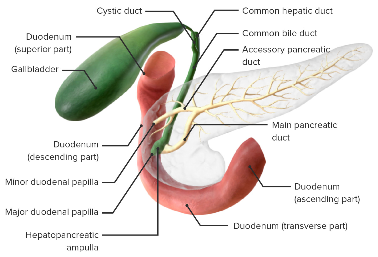 <p>a tube in the pancreas that transports digestive enzymes and bicarbonate from the pancreas to the small intestine; begins at the tail of the pancreas and runs through its length, typically joining the common bile duct before emptying into the duodenum</p>