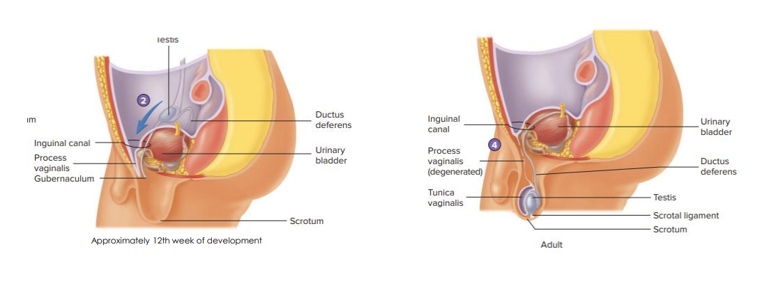 <p>Testes Descent</p>