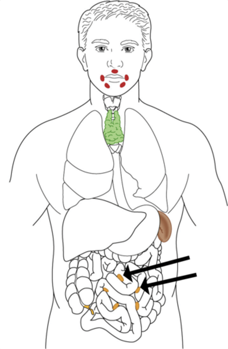 knowt flashcard image