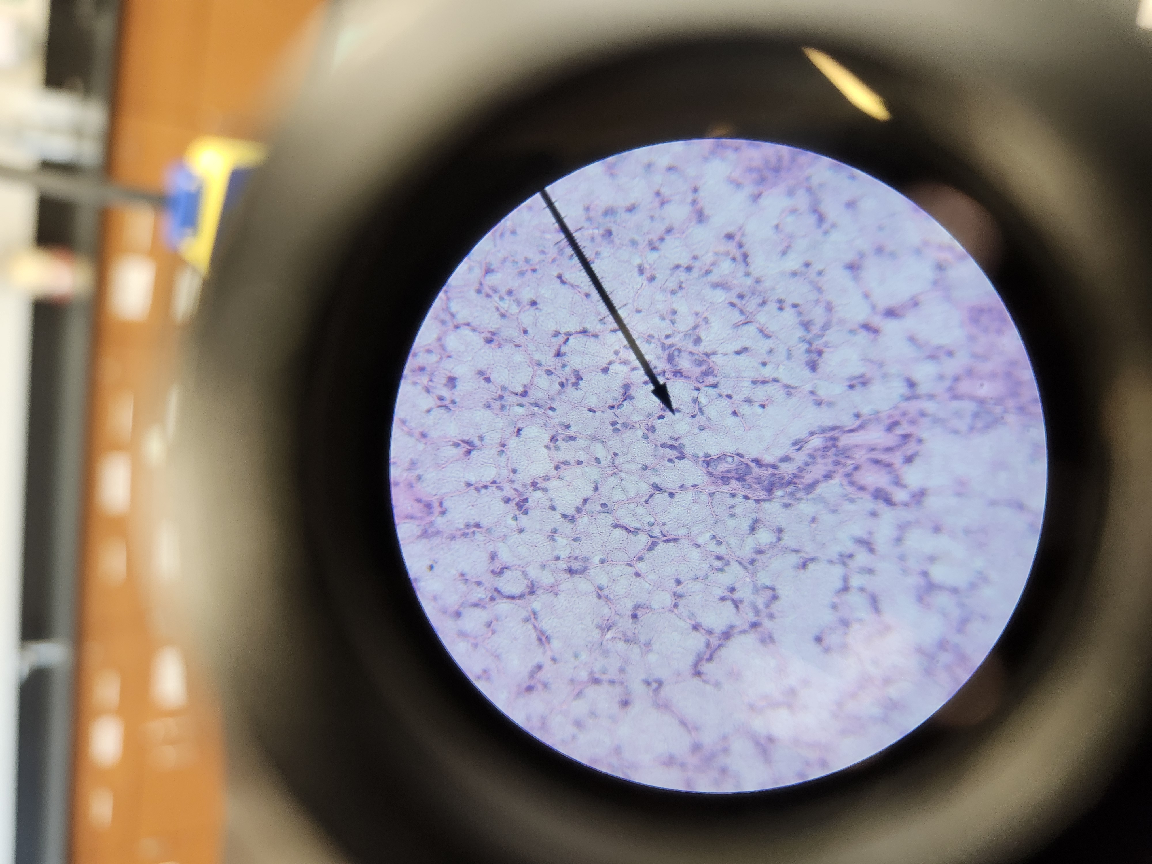 <p>[Histology] Function? </p>