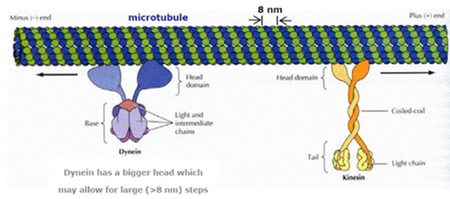 <p>binds ATP, is an ATPase, uses tubulin as stepping stone, moves towards positive end</p>