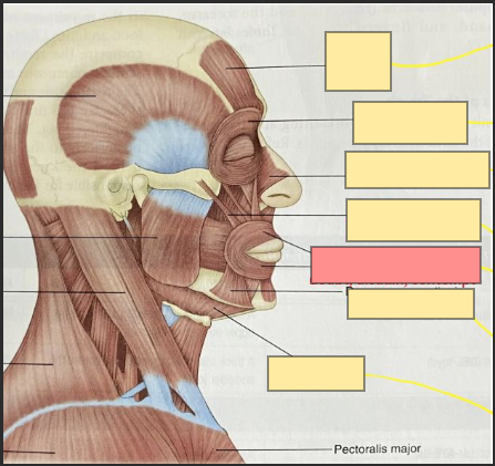 <p>kissing, puckering</p><p>compresses and closes the lips</p>