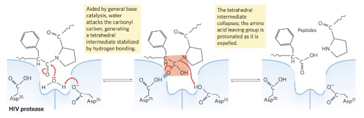 <p>Aspartyl protease: Utilizes water to cut amino acid leaving group; Water attacks carbonyl carbon to generate tetrahedral intermediate with Asp25, when it collapses, the amino group is expelled and protonated by another Asp as it leaves</p>