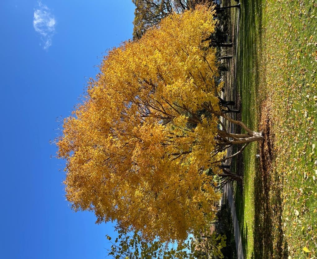 <p><em>Acer triflorum</em></p>