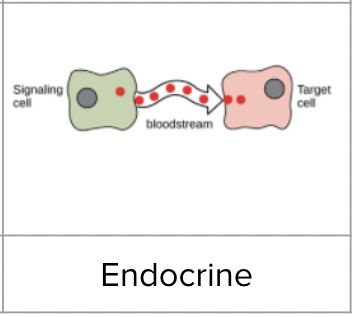 <p><span style="background-color: transparent; font-family: "Proxima Nova", sans-serif;"><span>Cells communicate to cells far away by releasing chemical messengers that are carried to the target cell</span></span></p>
