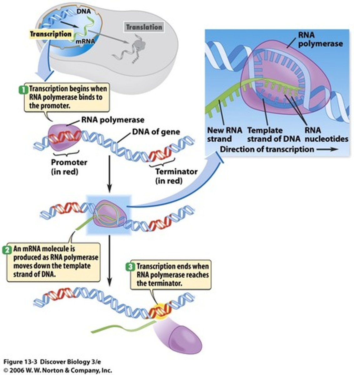 <p>1) Initiation: promoter site (TATA) is recognized 2) Elongation: RNA polymerase adds ribonucleotides in the 5' ➝ 3' direction 3) Termination: RNA strand separates, RNA polymerase recognizes termination sequence (AAUAAA)</p>