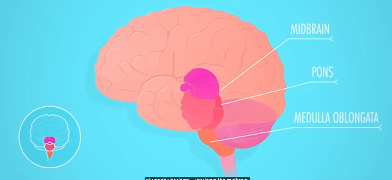 <p>Mature Brain</p><ul><li><p>Cerebrum</p></li><li><p>diencephalon</p></li><li><p>Cerebellum (dorsal part)</p></li><li><p>mesencephalon (midbrain)</p></li><li><p>pons/pons varolii (ventral part)</p></li><li><p>medulla oblongata</p></li></ul><p></p>