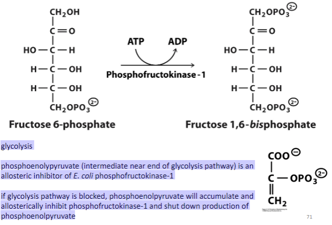 <ul><li><p><span style="font-family: sans-serif">glycolysis</span></p></li><li><p><span style="font-family: sans-serif">phosphoenolypyruvate (intermediate near end of glycolysis pathway) is an allosteric inhibitor of E. coli phosphofructokinase-1</span></p></li><li><p><span style="font-family: sans-serif">if glycolysis pathway is blocked, phosphoenolpyruvate will accumulate and allosterically inhibit phosphofructokinase-1 and shut down production of phosphoenolpyruvate</span></p></li></ul>