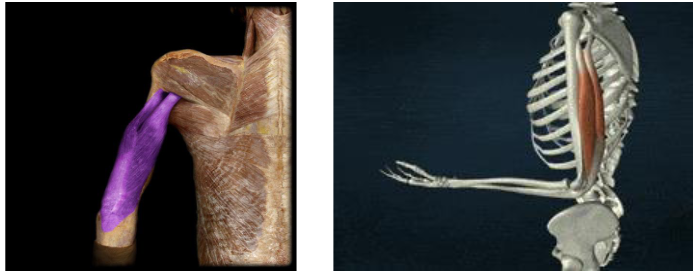 <p>Action: Elbow extension</p>