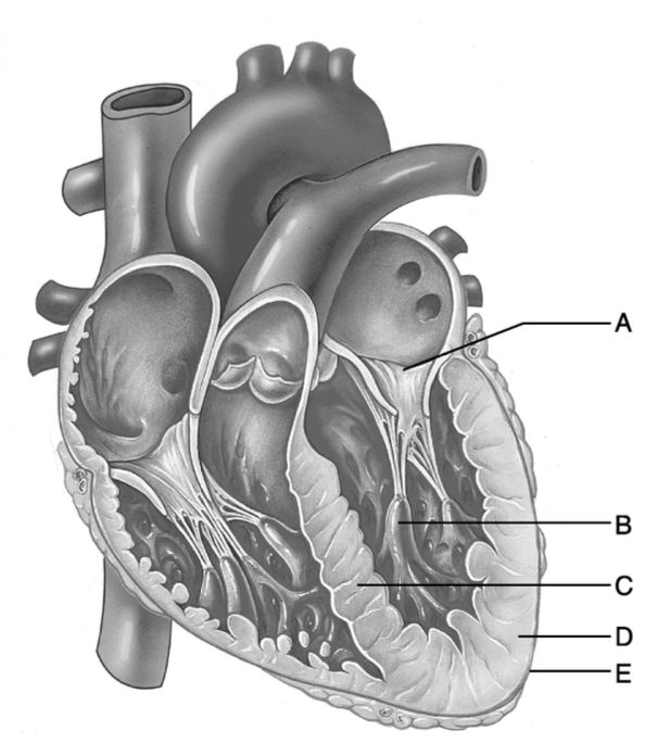 <p>This structure prevents backflow of blood from the ventricle to the atrium.</p>