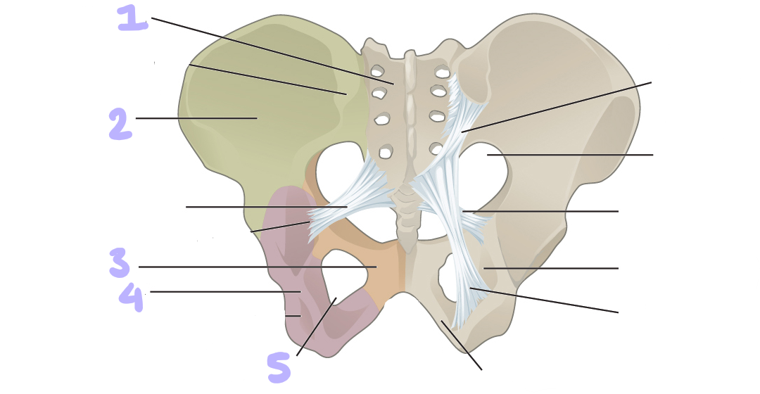 <p>identify structures 1-5</p>