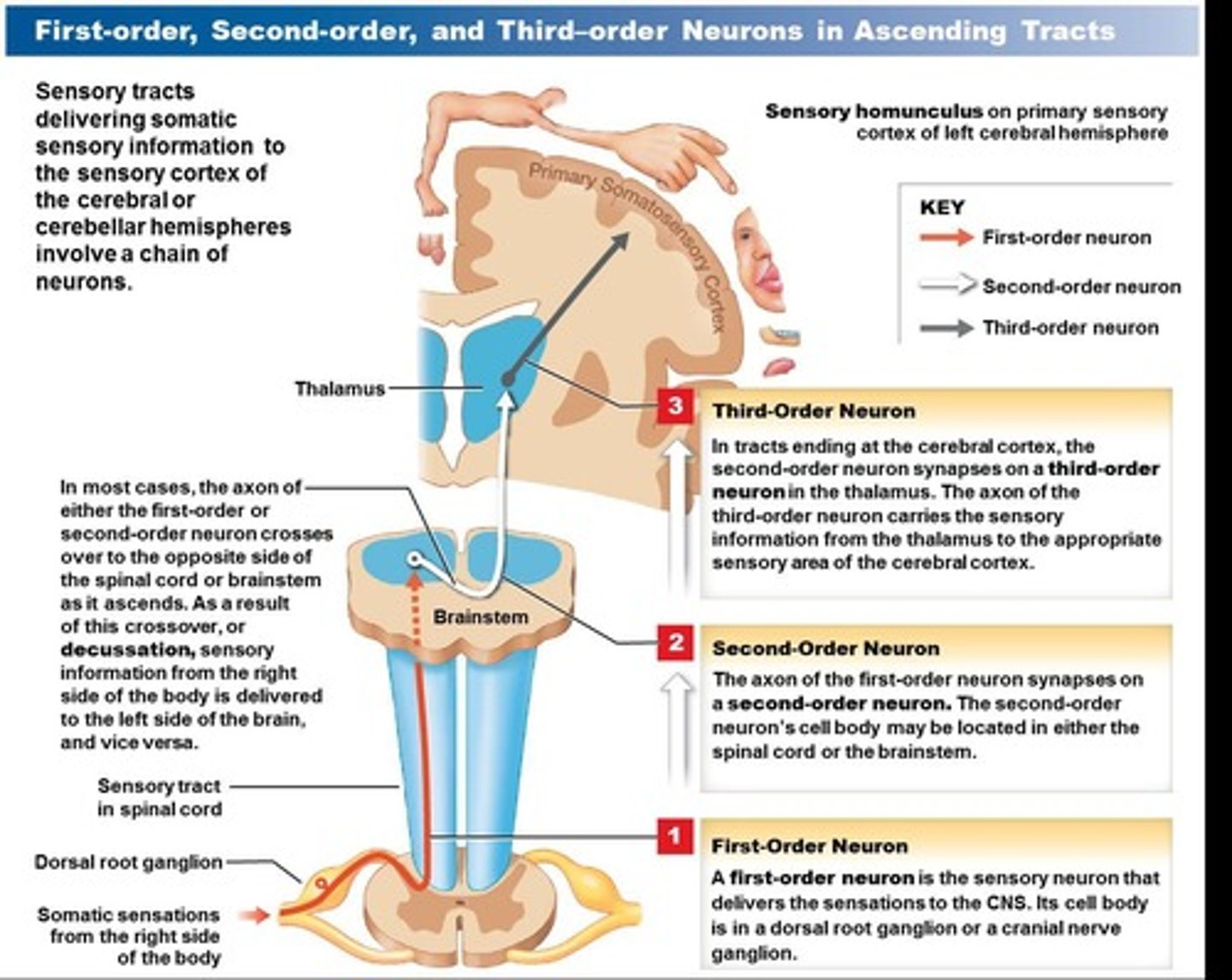 <p>The crossing of nerve fibers from one side of the CNS to the other.</p>