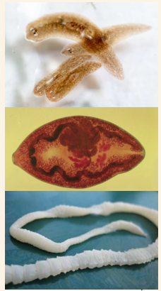 <p>Tubellaria (Planarians)</p><p>Trematoda (Flukes)</p><p>Cestoda (Tapeworms)</p>