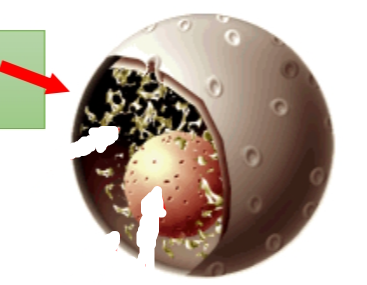 <p>in eukaryotic cell, is <strong>a structure that houses the DNA </strong>and <strong>directs synthesis of ribosomes and proteins</strong><br><strong>- _____ </strong>is <strong>inside the cell</strong></p>