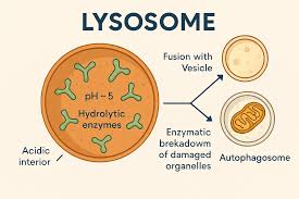 <p><strong>A vesicle derived from the Golgi apparatus that contains hydrolytic enzymes that break down macromolecules </strong></p><ul><li><p>These macromolecules are either damaged or unneeded</p></li><li><p>Maintains a pH of 5</p></li></ul><p><span style="color: rgb(255, 105, 180);"><strong>Digestion through phagocytosis:</strong></span></p><ul><li><p>forms a food vacuole</p></li></ul><p><span style="color: rgb(255, 105, 180);"><strong>autophagy</strong></span> - Use enzymes to recycle the cell’s own organelles and macromolecules</p>