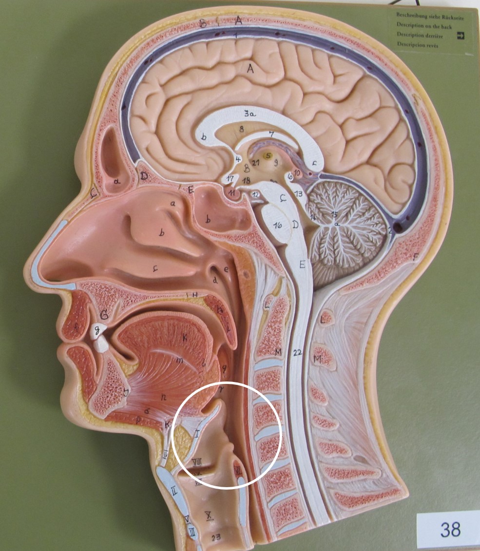 <p>deel van pharynx</p>