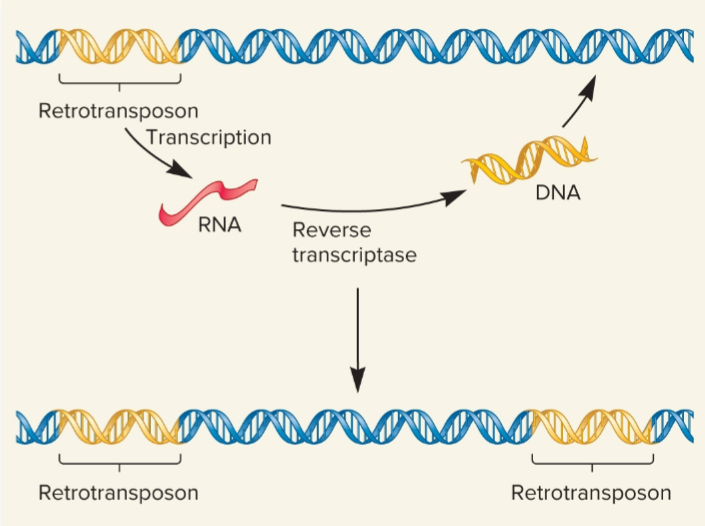<p>transposable elements that move via an RNA intermediate and is transcribed into RNA , found only in euks</p>