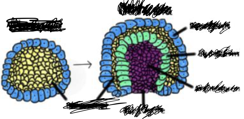 <p>which is gastrula which is blastula</p>