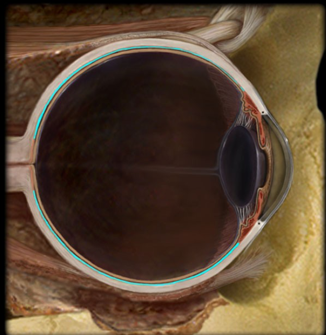 <p>a highly vascular membrane<br>Between the retina and the sclera</p>