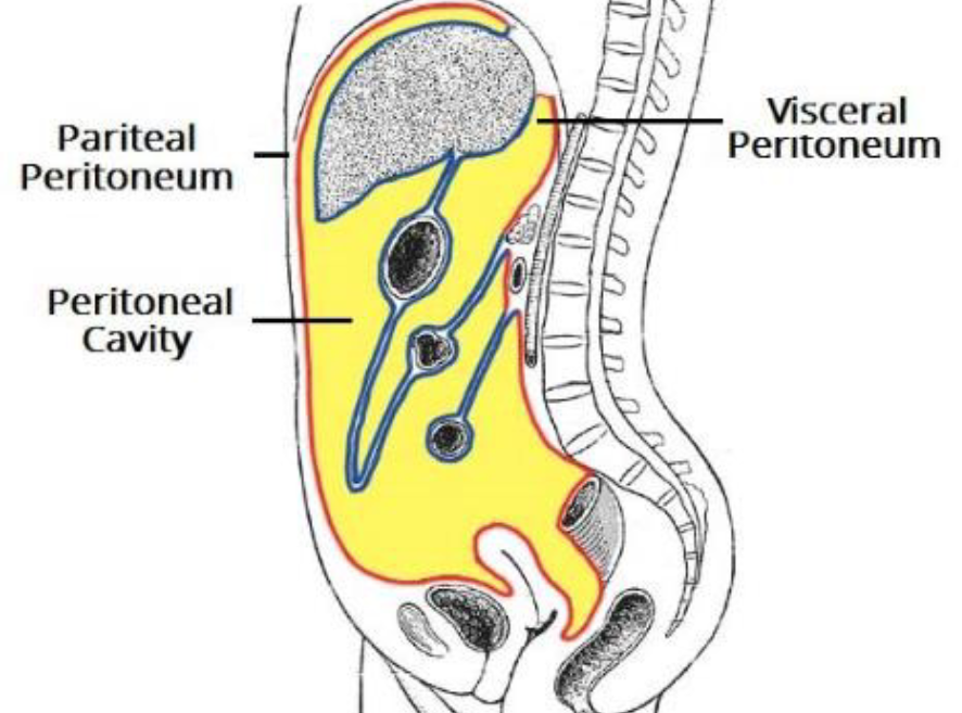 <p><span><span>lines the organs themselves</span></span></p>