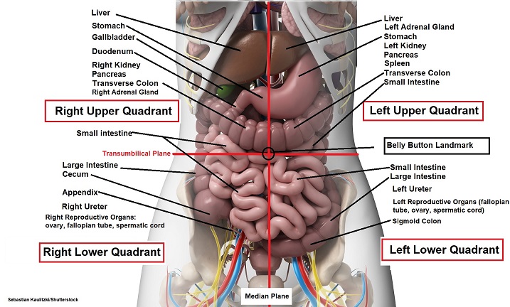 <p>what are the 4 abdominopelvic quadrants?</p>