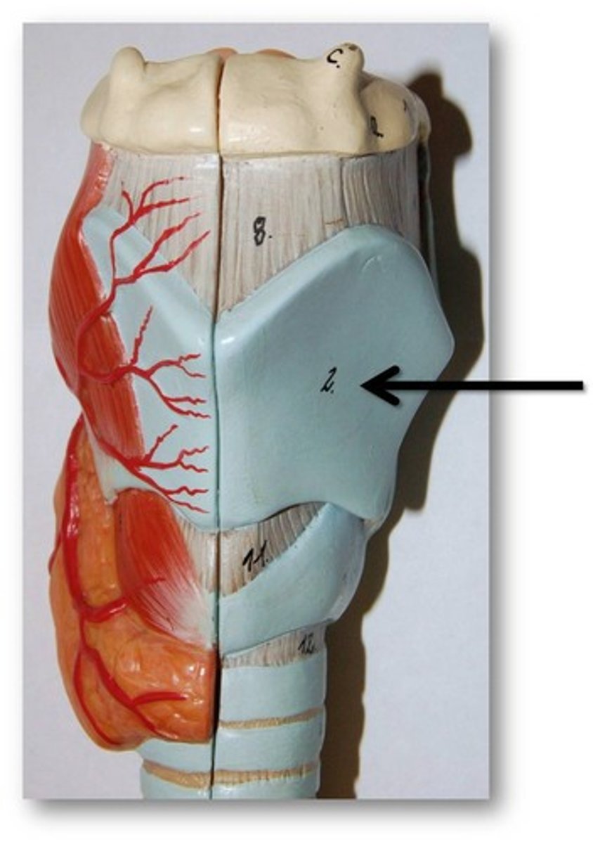 <p><strong>true vocal cords</strong> attach to this <strong>anteriorly</strong></p>