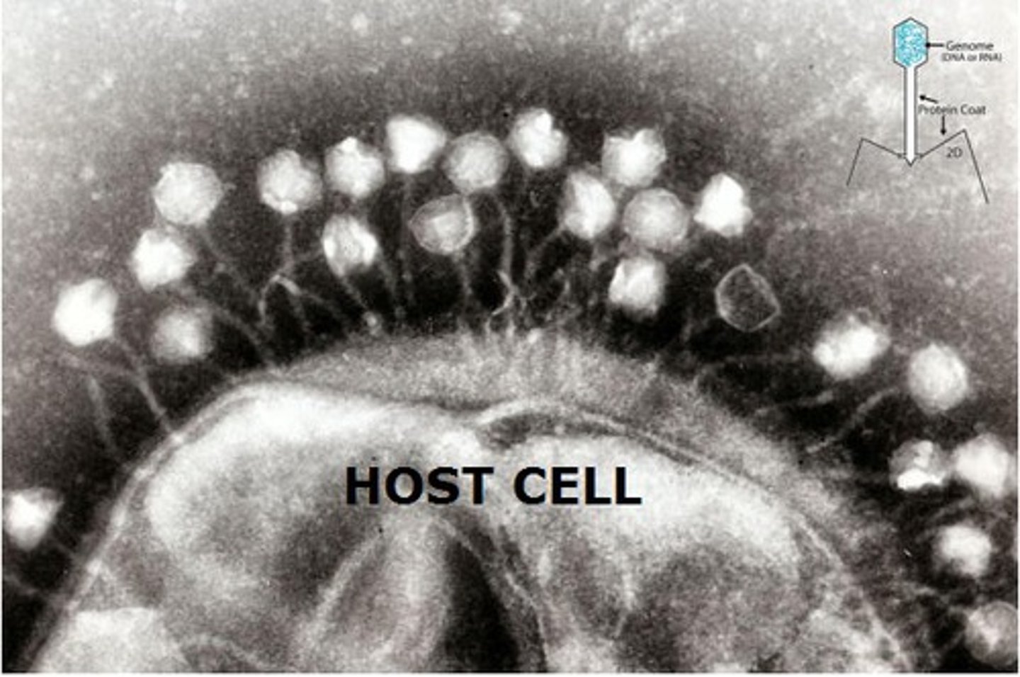 <p>What viruses must have to reproduce</p>
