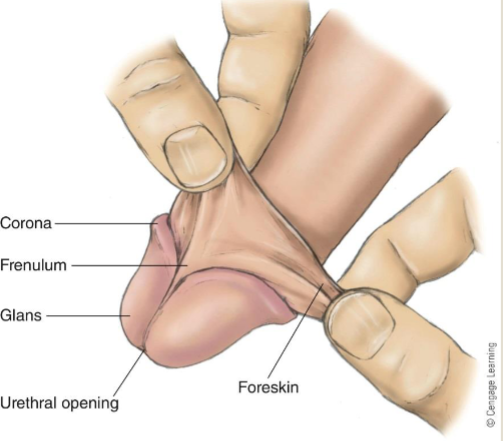 <p>Glans </p>