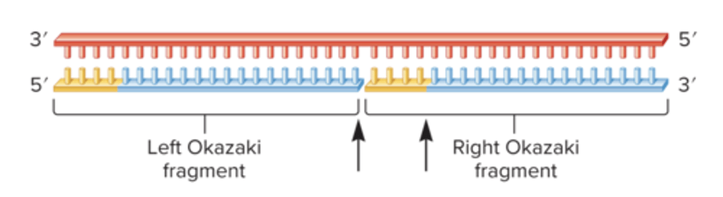 <p>B) DNA polymerase I removes the yellow primers</p>