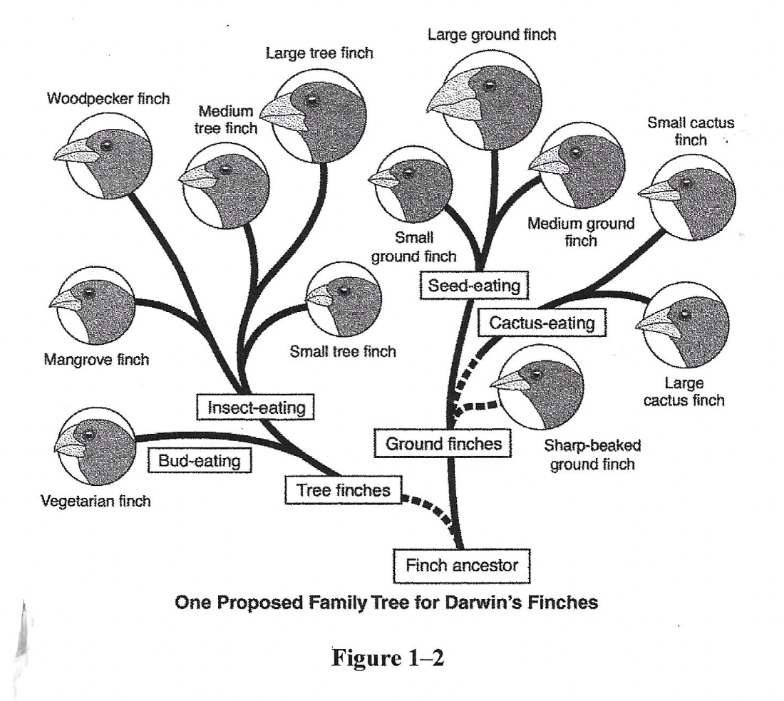 <p>Figure 1-2 shows that tree finches and ground finches are descended from a common ancestor. This example represents which big idea in biology.</p>