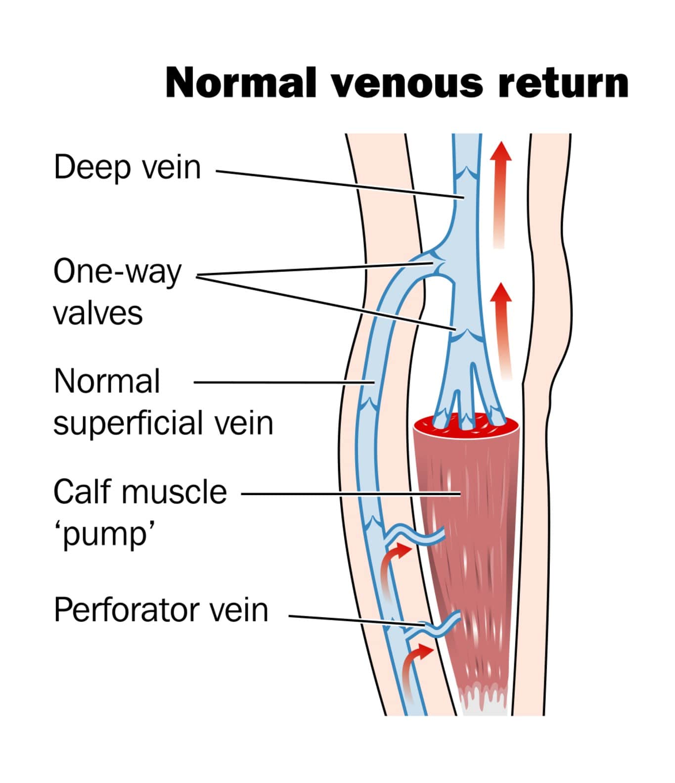 <p>Which vessels have valves?</p>