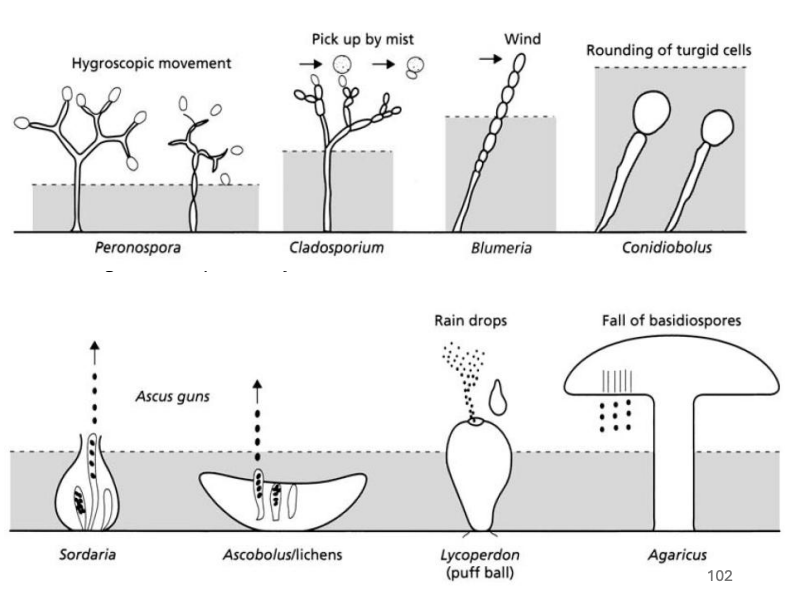 <p>Most fungal spores produce _ that are <strong>dispersed by wind </strong>over small or large areas</p>
