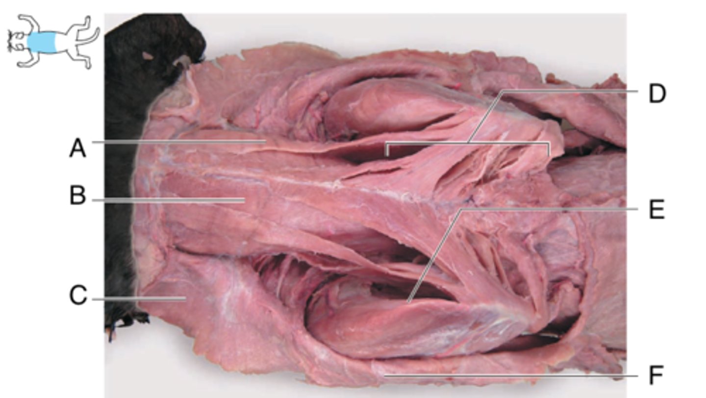 <p>What is the muscle indicated by letter F? What is an attachment point and function?</p>