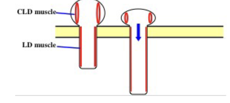 <ul><li><p>Circumlongitudinal (CLD) muscles contract and podial longitudinal LD muscles relax </p></li><li><p>fluid forced into podial region extending by hydraulic pressure </p></li><li><p>End of podium gains traction by suction of duo-adhesive glands </p></li></ul><p></p>