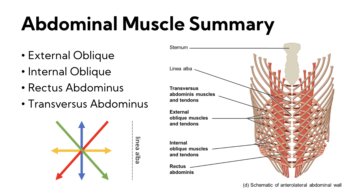 * external oblique 
* Internal Oblique 
* Rectus Abdominus 
* Transverse Abdominus 