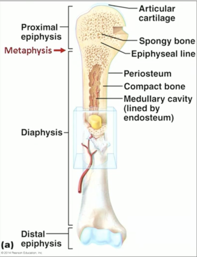 <ul><li><p>Shaft “diaphysis” + two ends “epiphyses” </p></li><li><p>Border between shaft and ends: “metaphysis” (where epiphyseal line exists)</p></li><li><p>Articular cartilage covers the epiphyses.</p></li><li><p>Periosteum CT covers the diaphysis.</p></li></ul><p></p>