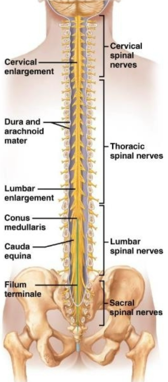 
1. Long filament that extends past conus medullaris
2. Extends from conus medullaris to coccyx
3. Acts as a tether