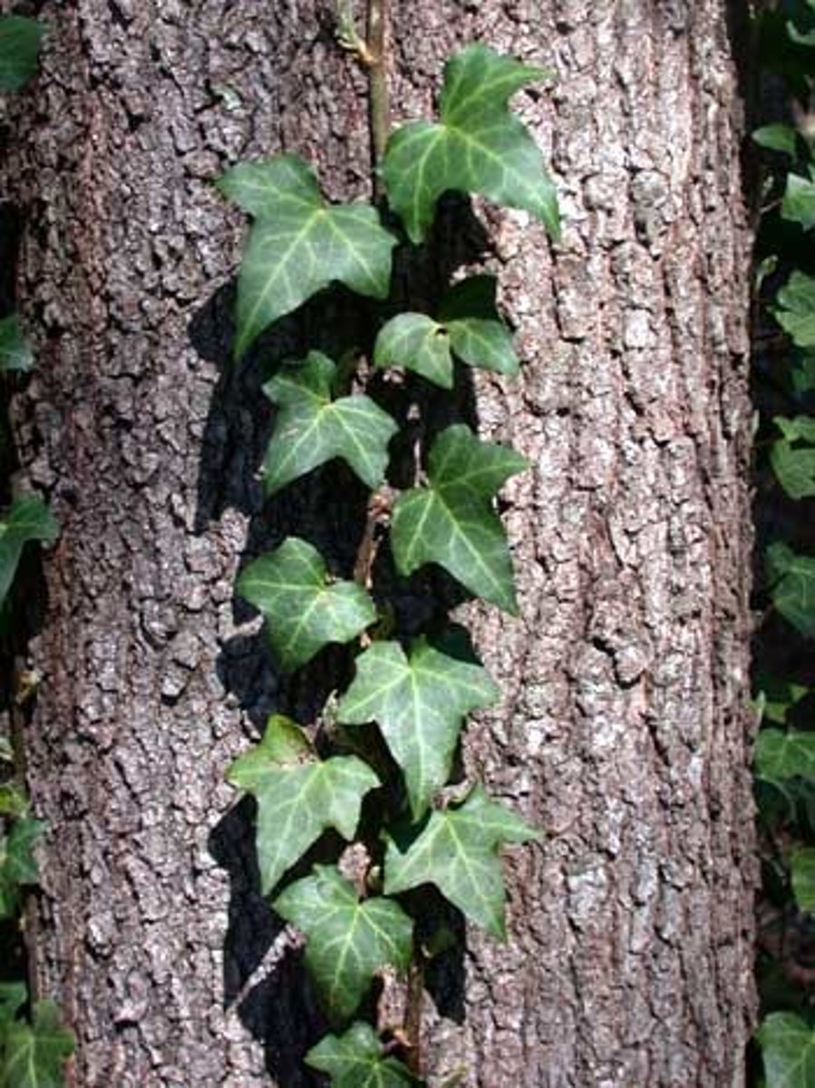 <p>classic ivy, palmately lobed maple leaf, trailing stem</p>