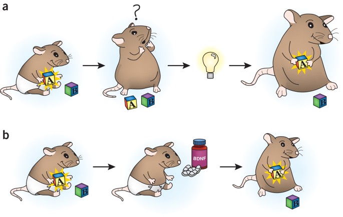 <p><span style="line-height: 115%;"><span>Demonstrated evidence of infantile amnesia in rats, highlighting hippocampal maturation's role in episodic memory acquisition. They noted that while memories are formed, they might not be easily accessible without contextual reminders.</span></span></p>