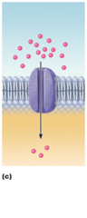 <p>through a channel protein; mostly ions selected on basis of size and charge</p>