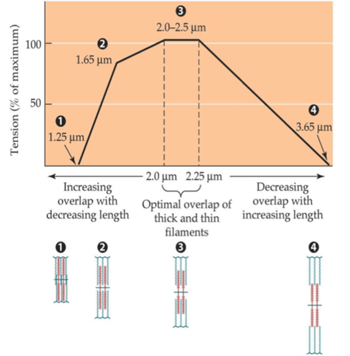 <p>The degrees of overlap between thick and thin filaments decreases as sarcomeres length and crossbridges that are not overlapped by thin filameents cannot bind to actin and cannot contribute to force generation</p><p>Optimal: (1) all crossbridges are overlapped by thin filaments and are capable of generating force and (2) sarcomeres are not short enough to allow thin filaments to come into contact</p>