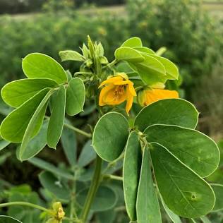 <p>Sicklepod </p>